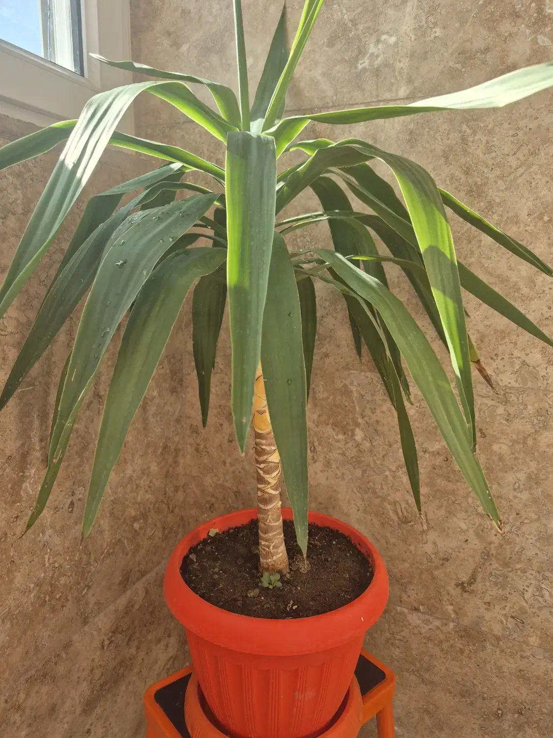 یوکا|گل و گیاه طبیعی|اردبیل, |دیوار