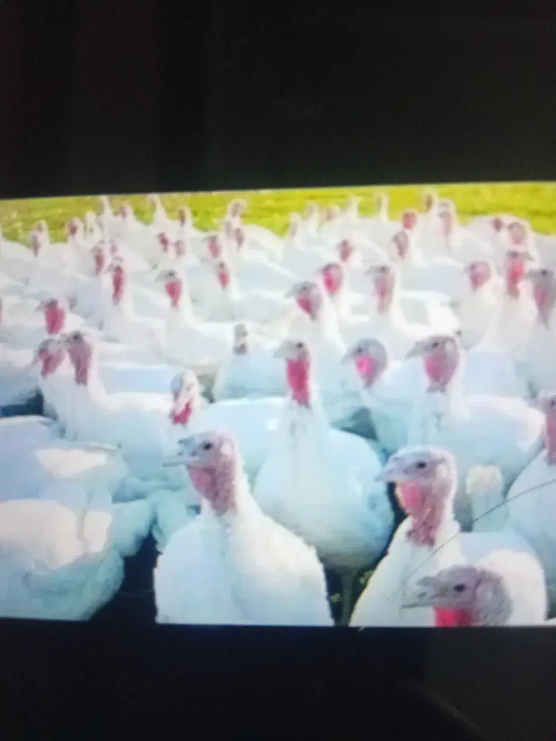 بوقلمون|حیوانات مزرعه|سبزوار, ابارش|دیوار