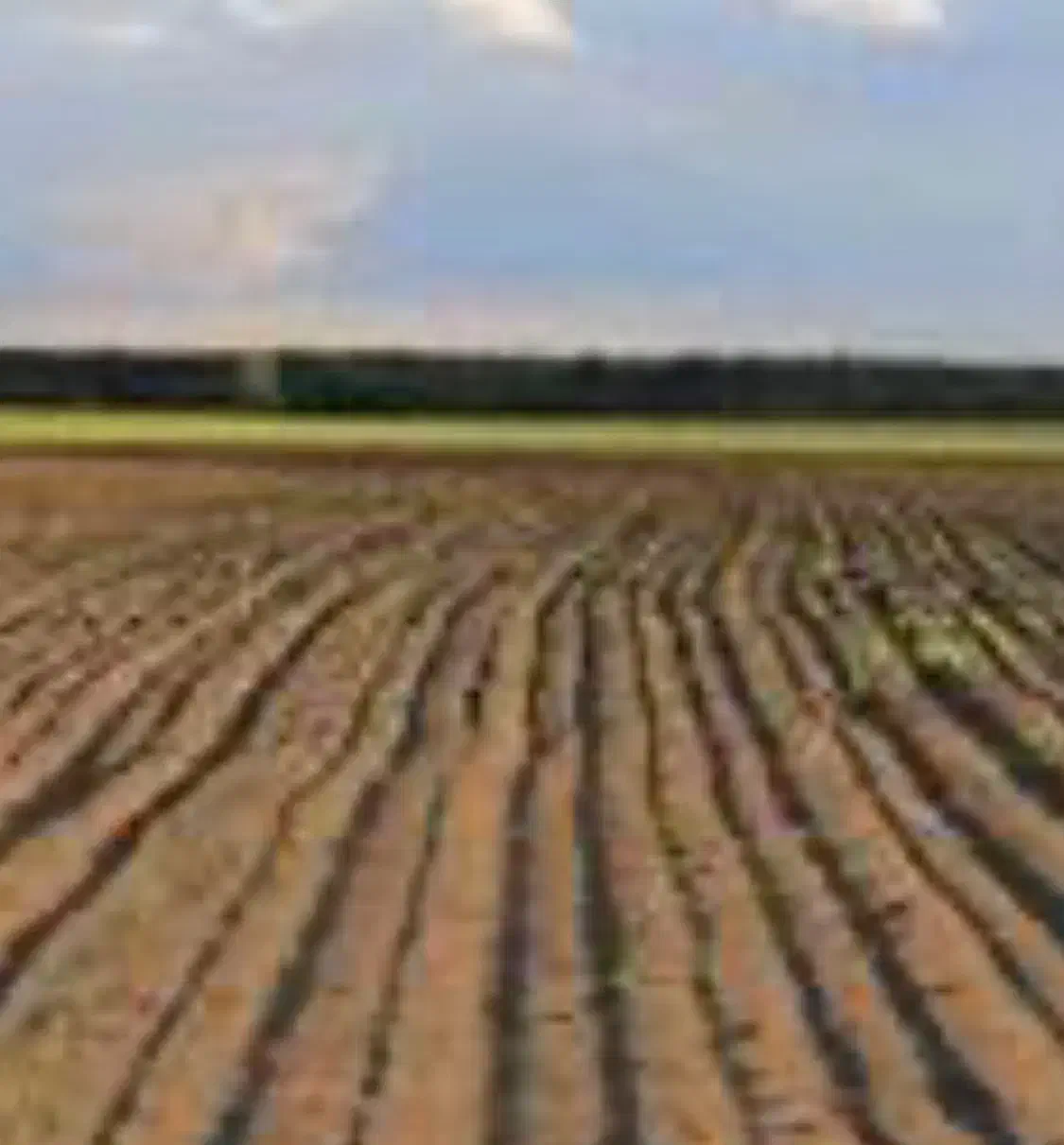 زمین کشاورزی با قیمت توافقی|فروش زمین و ملک کلنگی|شیرینسو, |دیوار