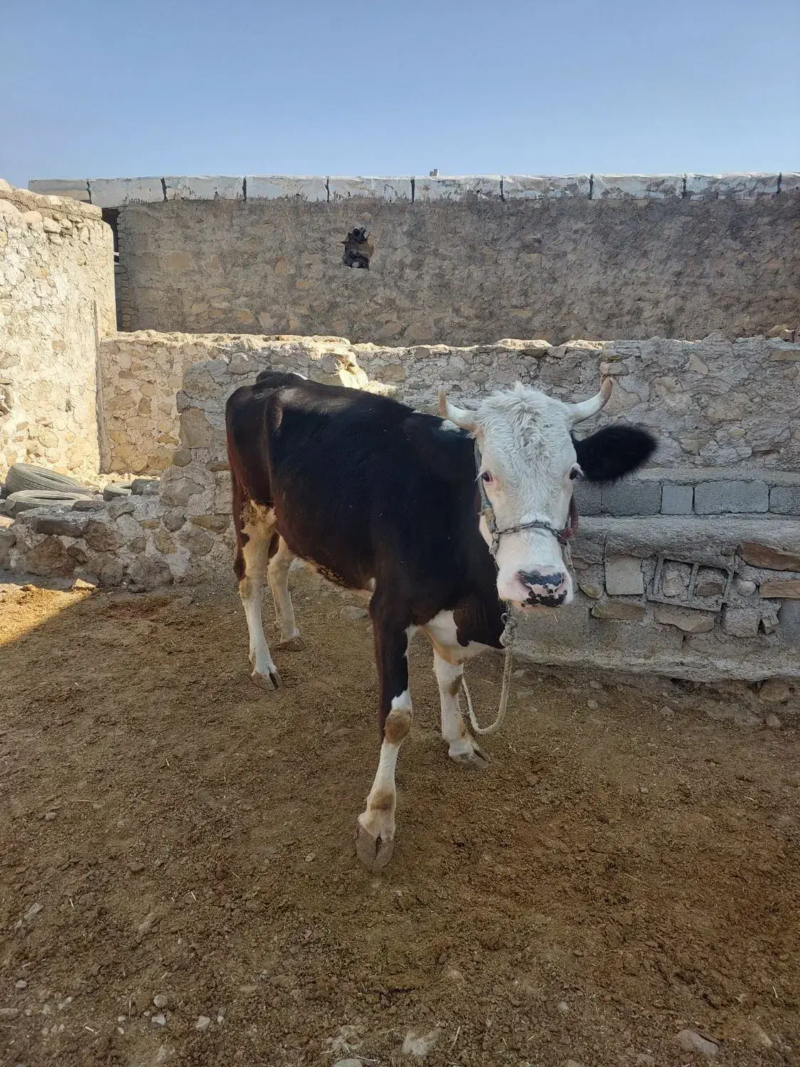 فروش گاو شیرده و ۴ ماه آبستن|حیوانات مزرعه|دهدشت, |دیوار