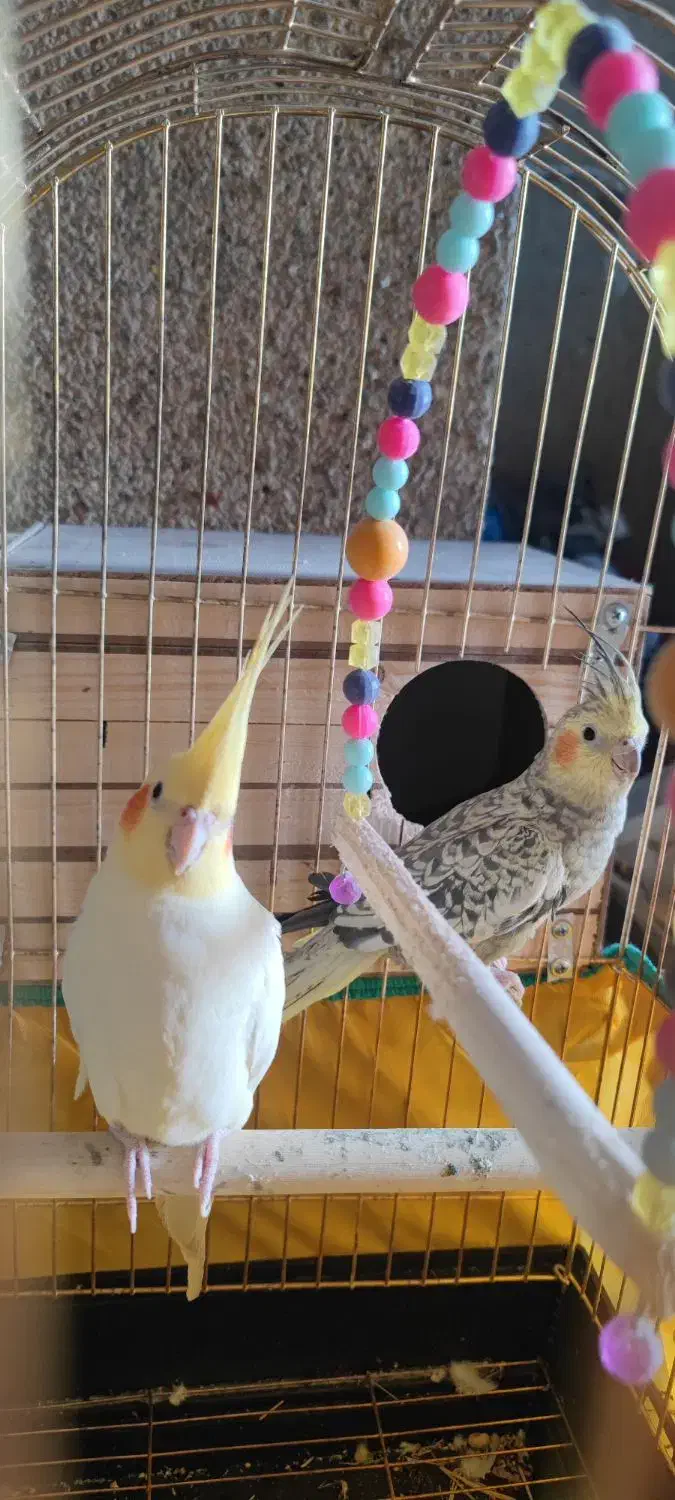 جفت عروس هلندی مولد|پرنده|شوشتر, |دیوار