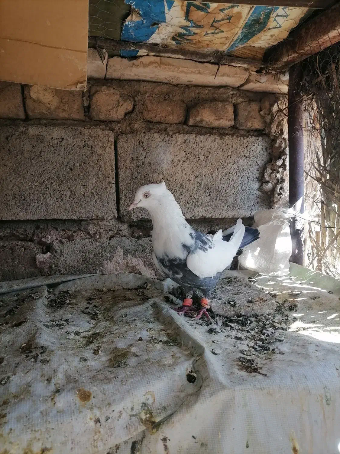 دمب سبز|پرنده|شیراز, میرزاکوچک خان|دیوار