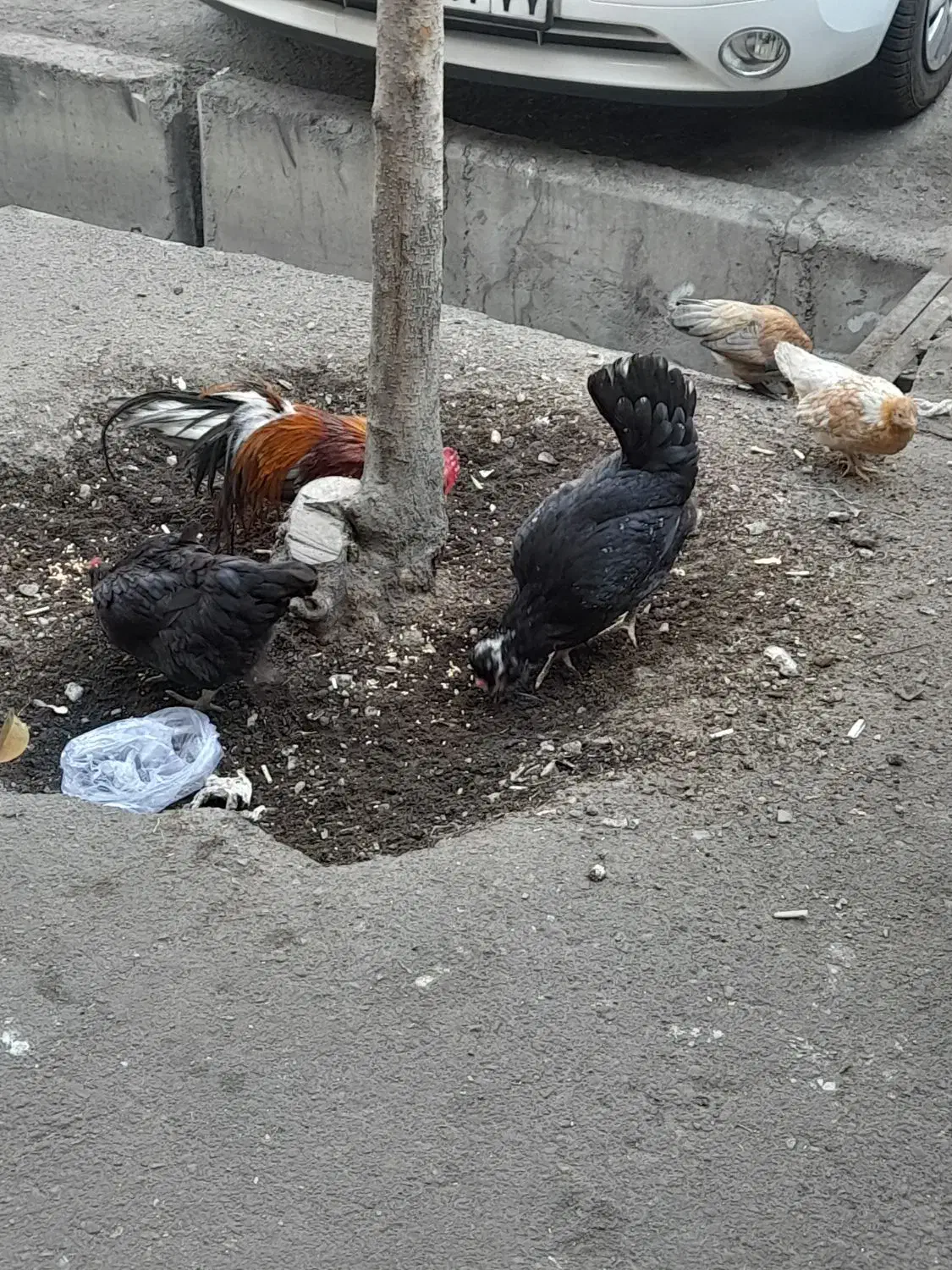 مرغ و خروس|حیوانات مزرعه|تهران, استقلال|دیوار