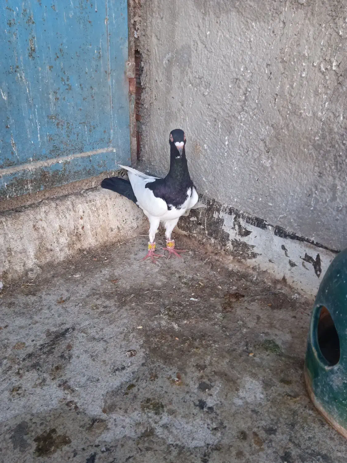 کبوتر رنگی|پرنده|نگین شهر, |دیوار