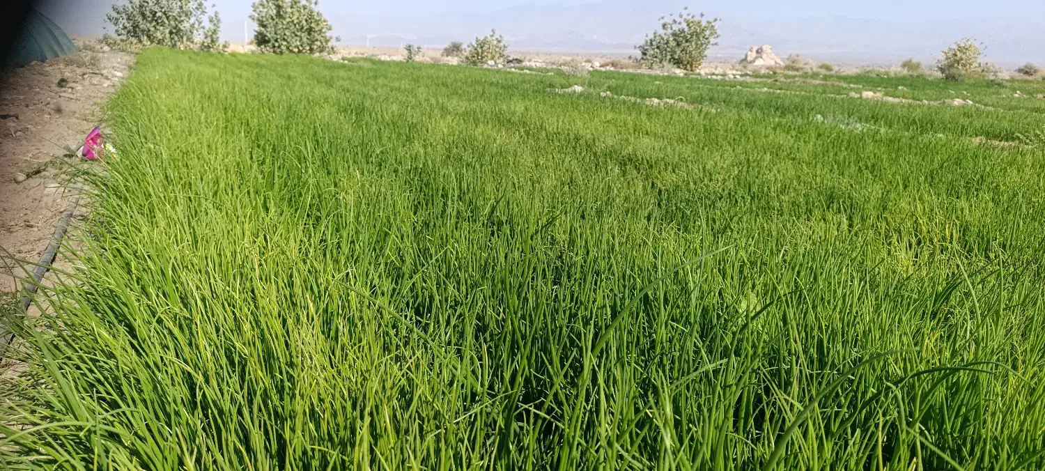 فروش نهال پیاز مینروا|گل و گیاه طبیعی|جیرفت, |دیوار