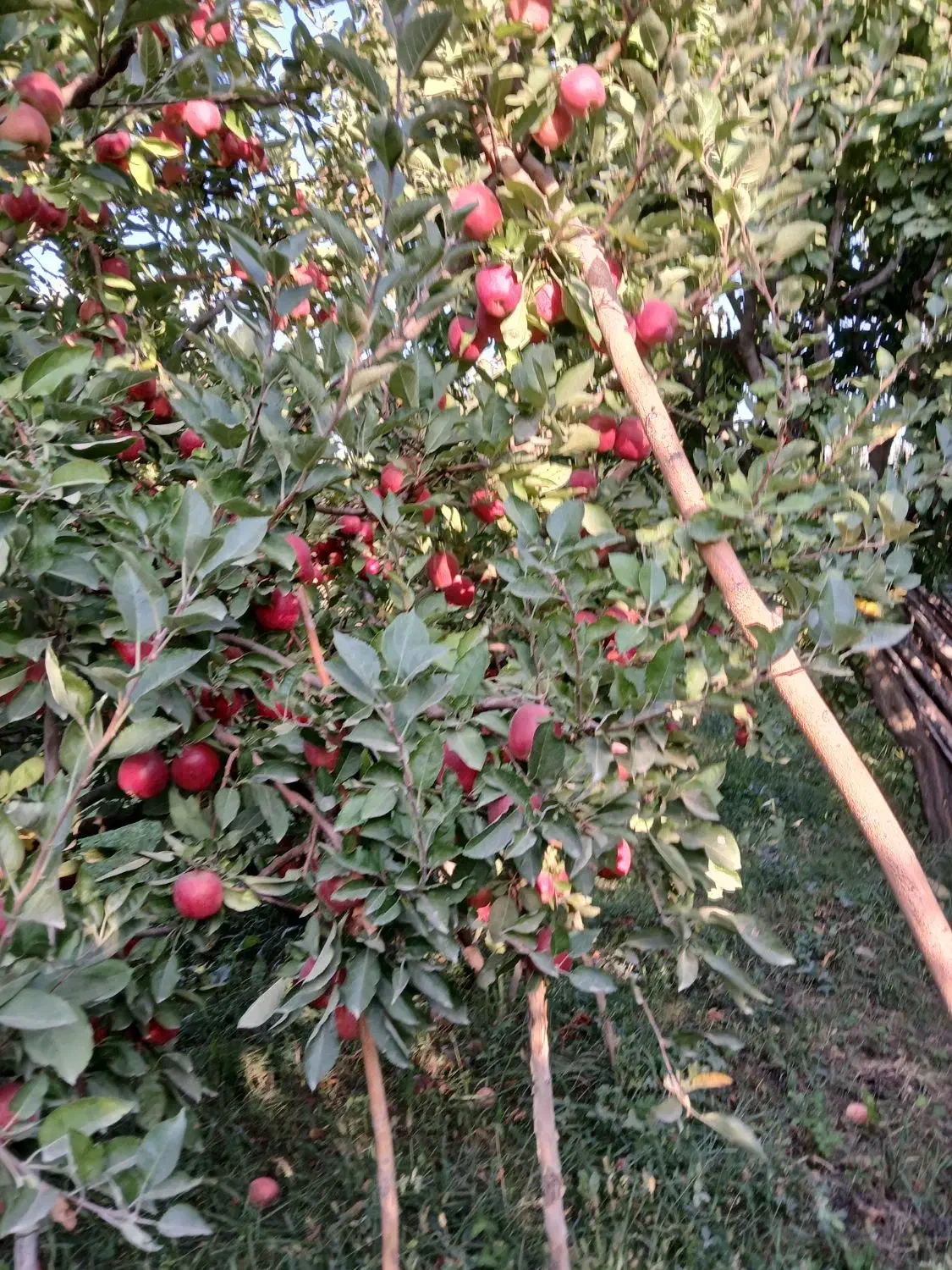 همکاری مشارکتی|خدمات باغبانی و درختکاری|ارومیه, |دیوار