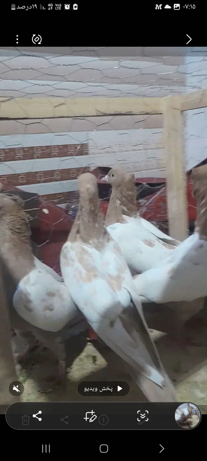 سینه زرد پاک و هوایی|پرنده|مه ولات, |دیوار