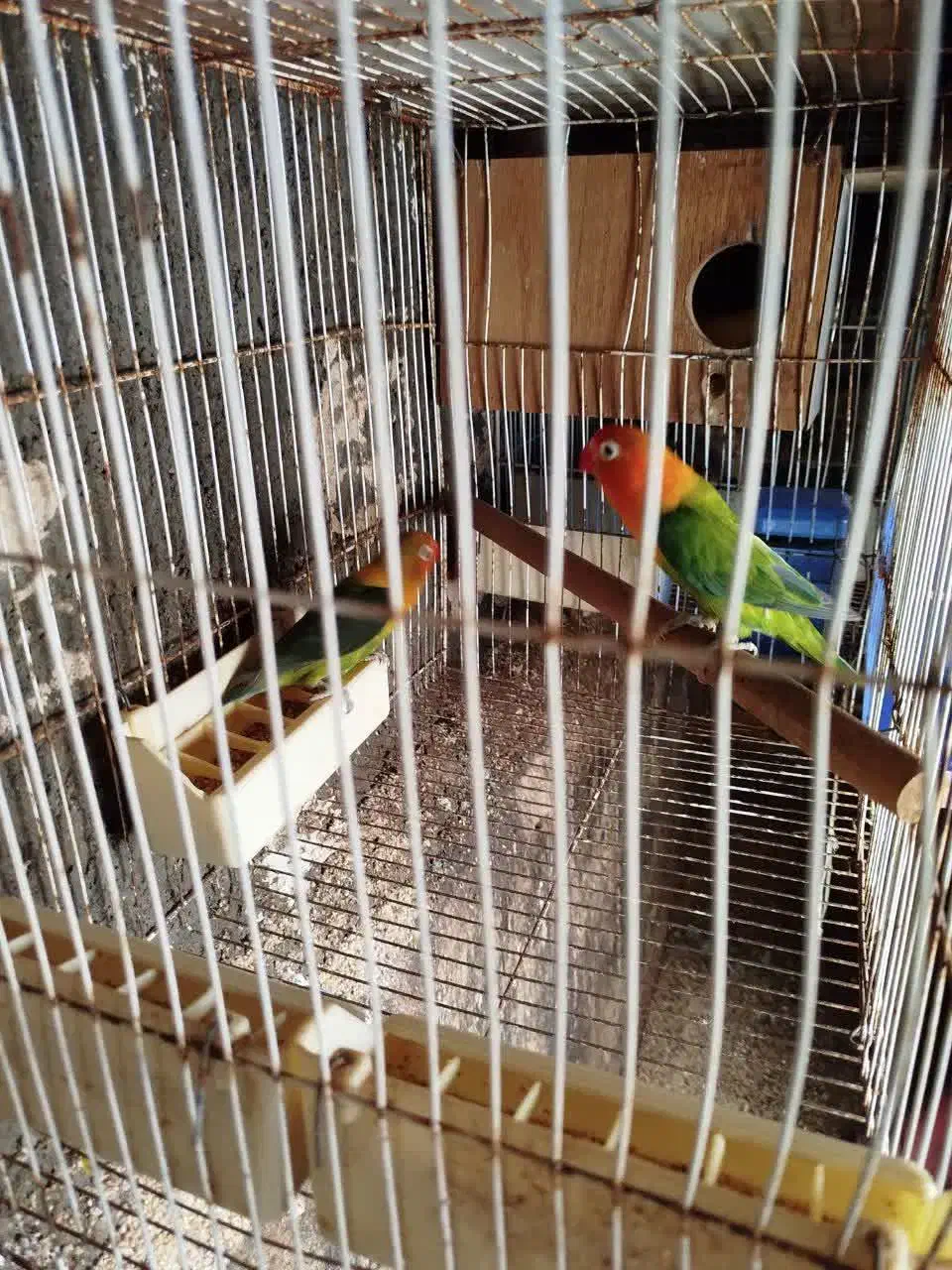 عروس هلندی و کوتوله|پرنده|مشهد, شهرک مهرگان|دیوار