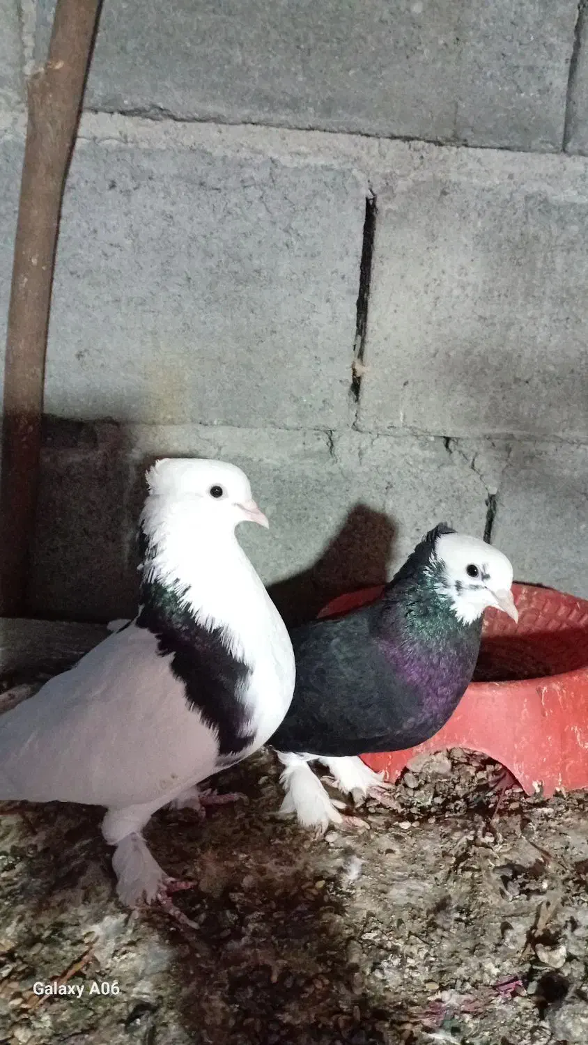 یکت خطی با شازده درجای گره|پرنده|میناب, |دیوار