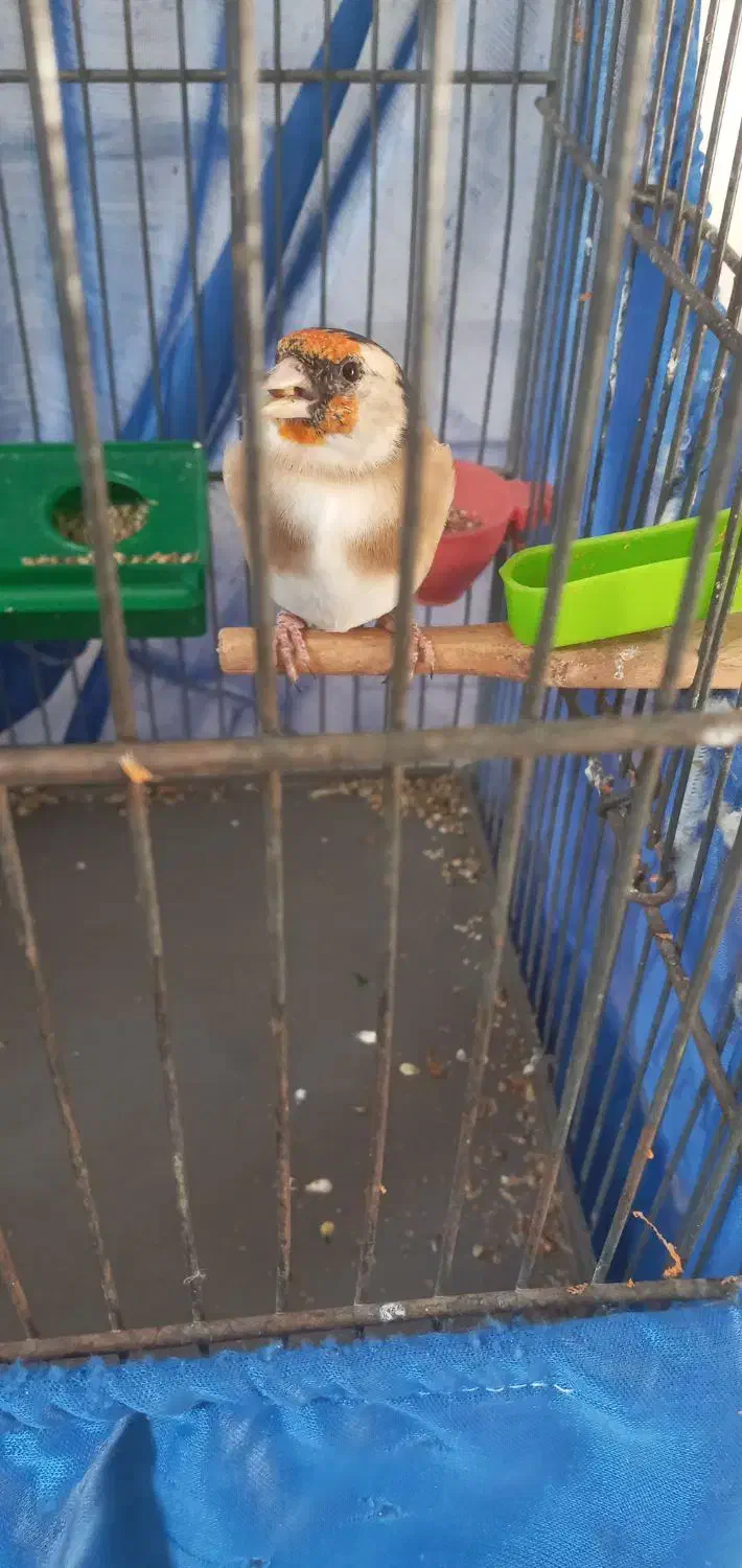 سهره|پرنده|تهران, افسریه جنوبی|دیوار