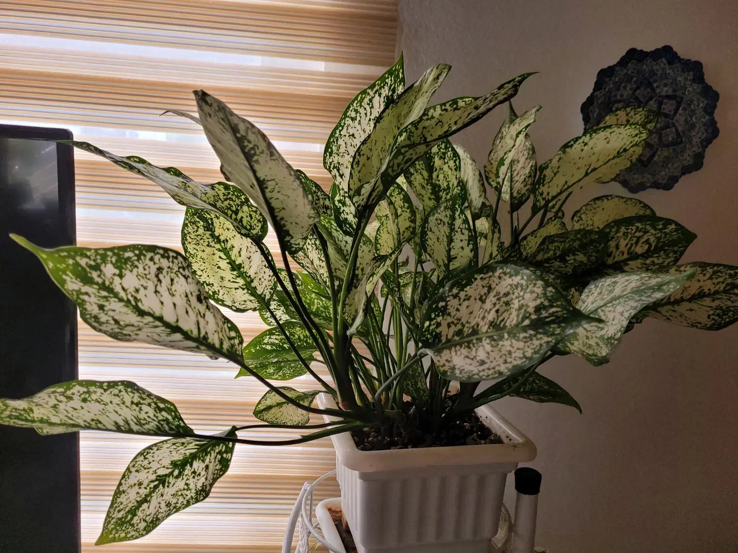 گل وگیاه|گل و گیاه طبیعی|رویان, |دیوار