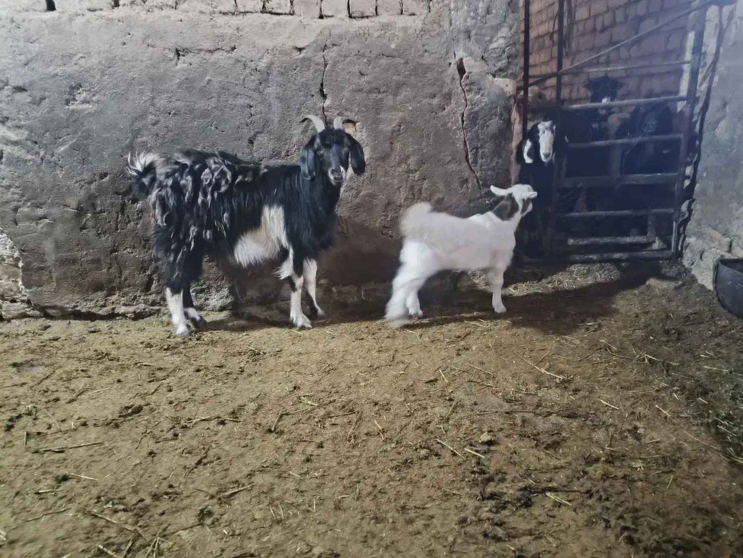 بز همراه بزغاله|حیوانات مزرعه|خنجین, |دیوار