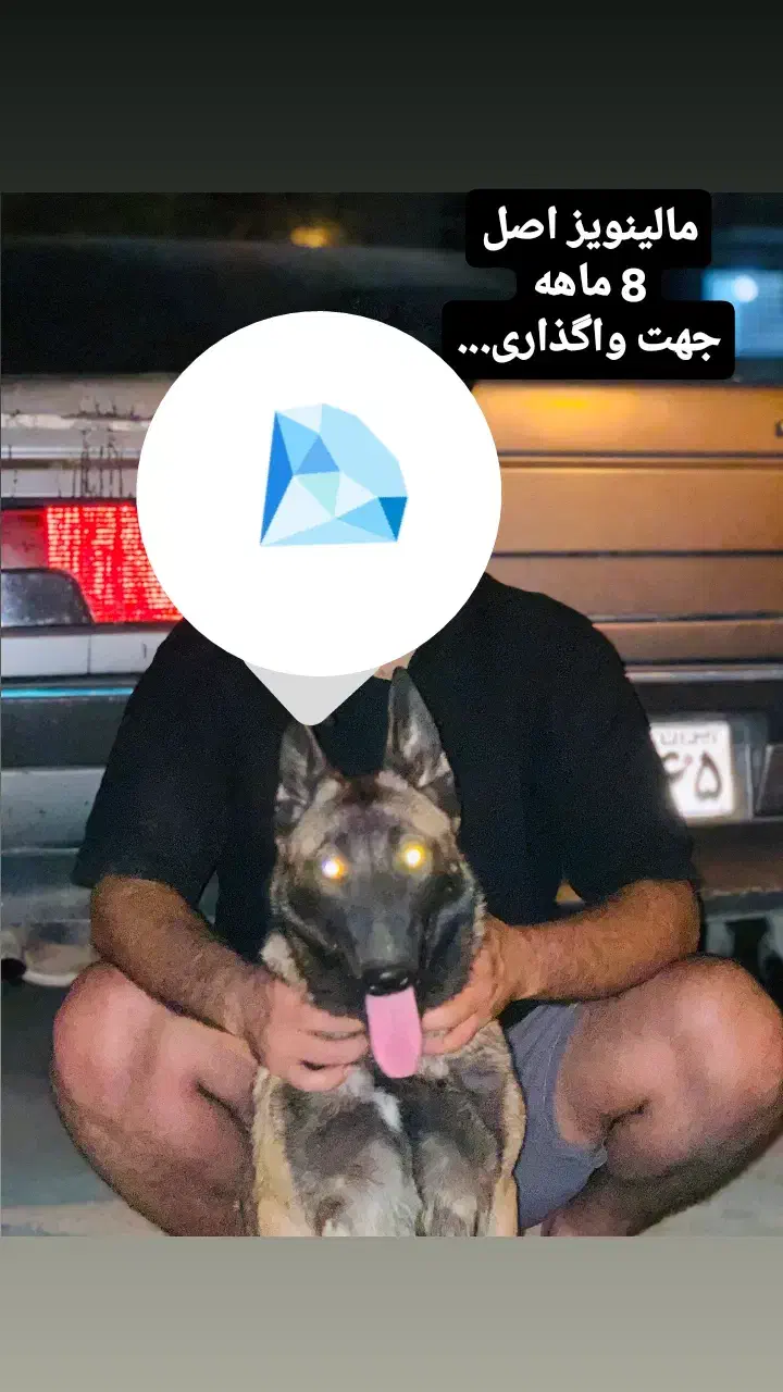 سگ مالینویز|سگ|جیرفت, |دیوار