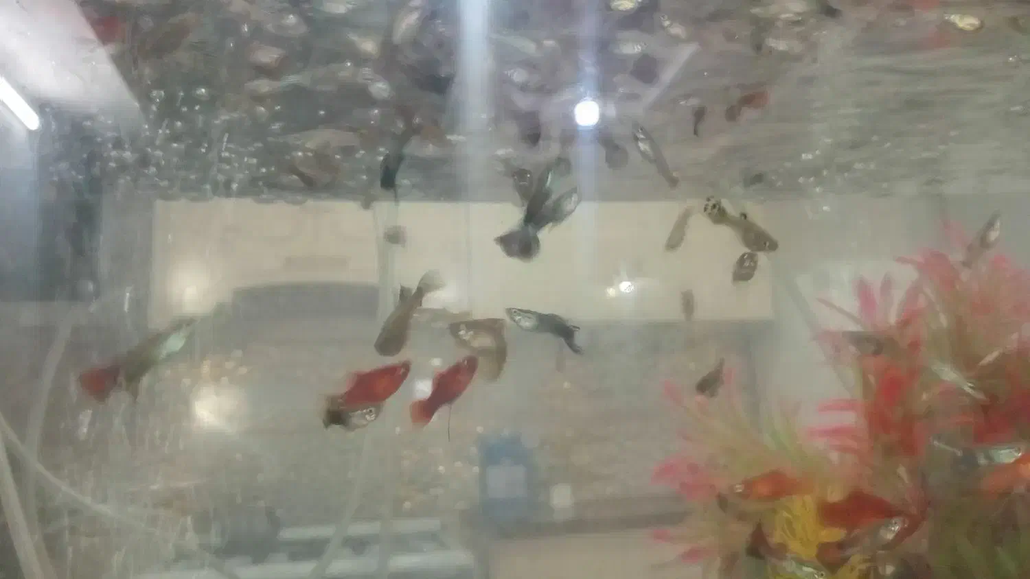 ماهی گپی کپی ماهی مولی|ماهی|مشهد, میان ولایت|دیوار