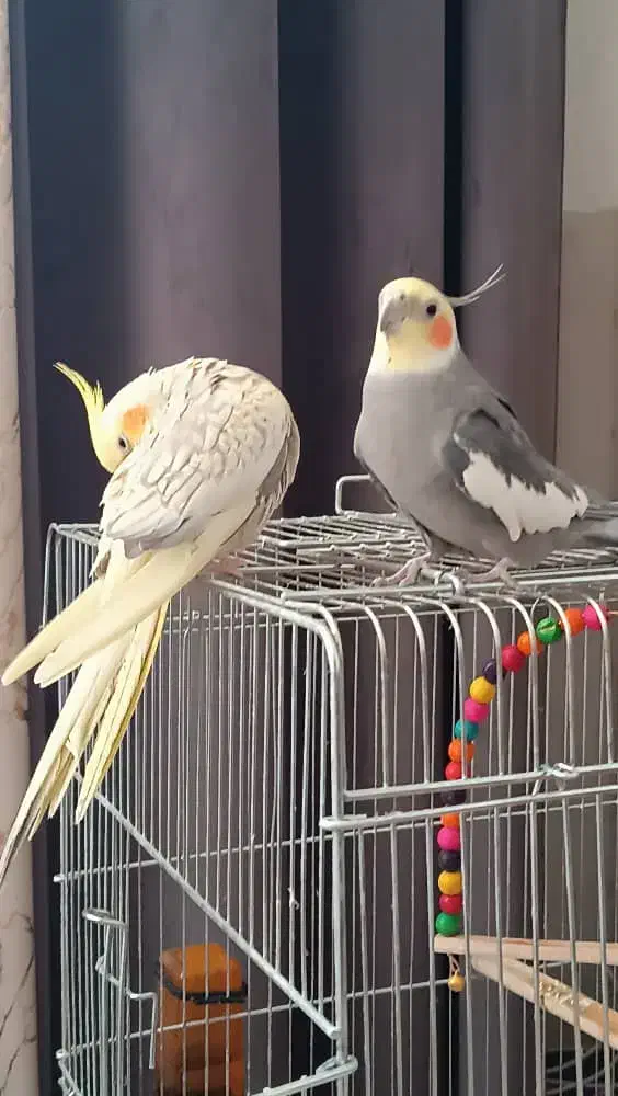 سه عدد عروس هلندی . همراه قفس و لوازم|پرنده|فارسان, |دیوار