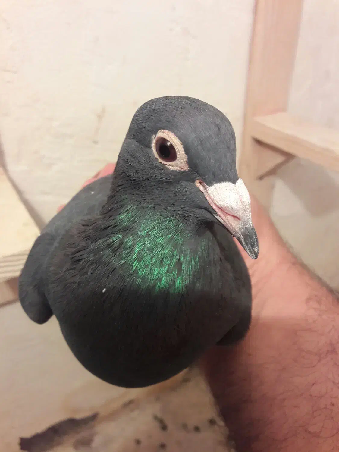 کبوترماده کلاغ|پرنده|رفسنجان, |دیوار