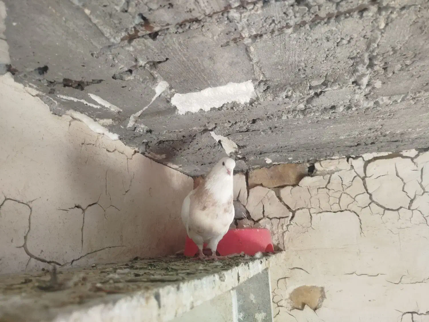 کبوتر طوقی|پرنده|آشخانه, |دیوار