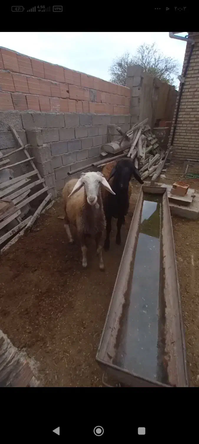 بره نرو ماده|حیوانات مزرعه|آق قلا, |دیوار