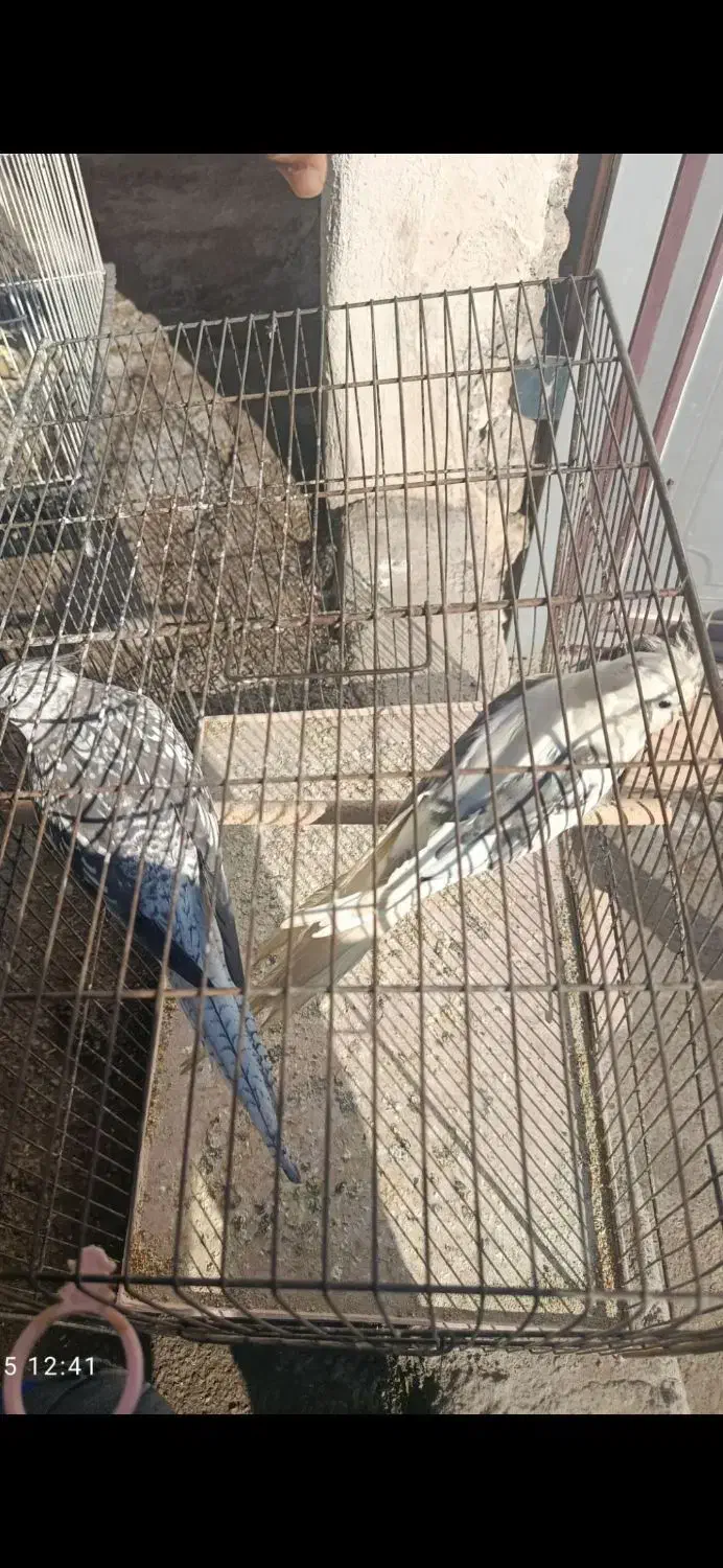 حراج حراج. ۳ جفت عروس هلندی. جفتی ۱۷۰۰|حراج|علی‌آباد کتول, |دیوار