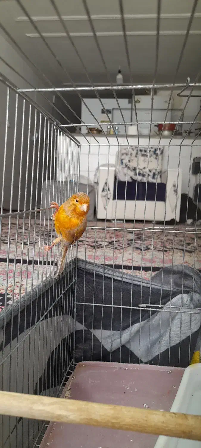 قناری دارچین سرخ نر|پرنده|کرمان, |دیوار