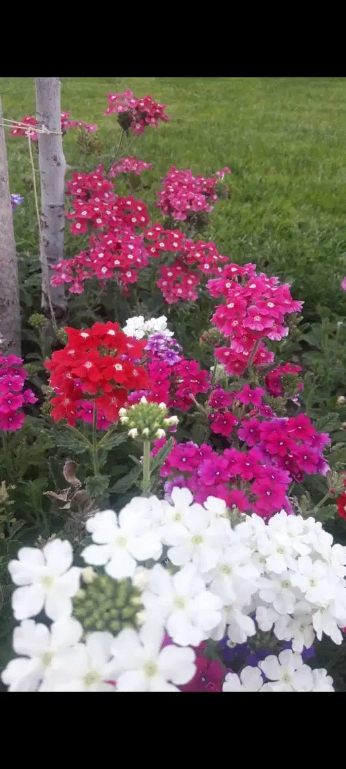 باغچه کاری و باغبانی با بیش از 40سال تجربه|خدمات باغبانی و درختکاری|کرج, عظیمیه|دیوار