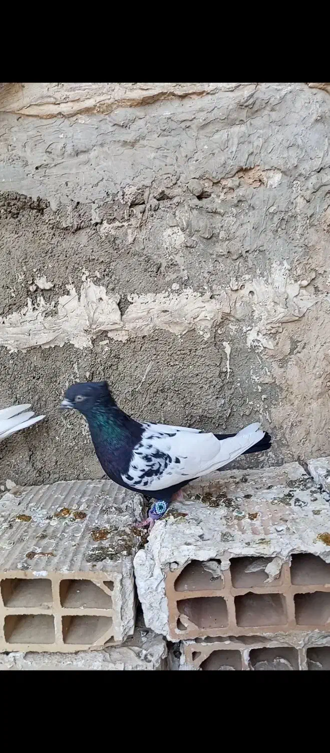 کبوتر سینه سیاه|پرنده|قرچک, مهدیه|دیوار