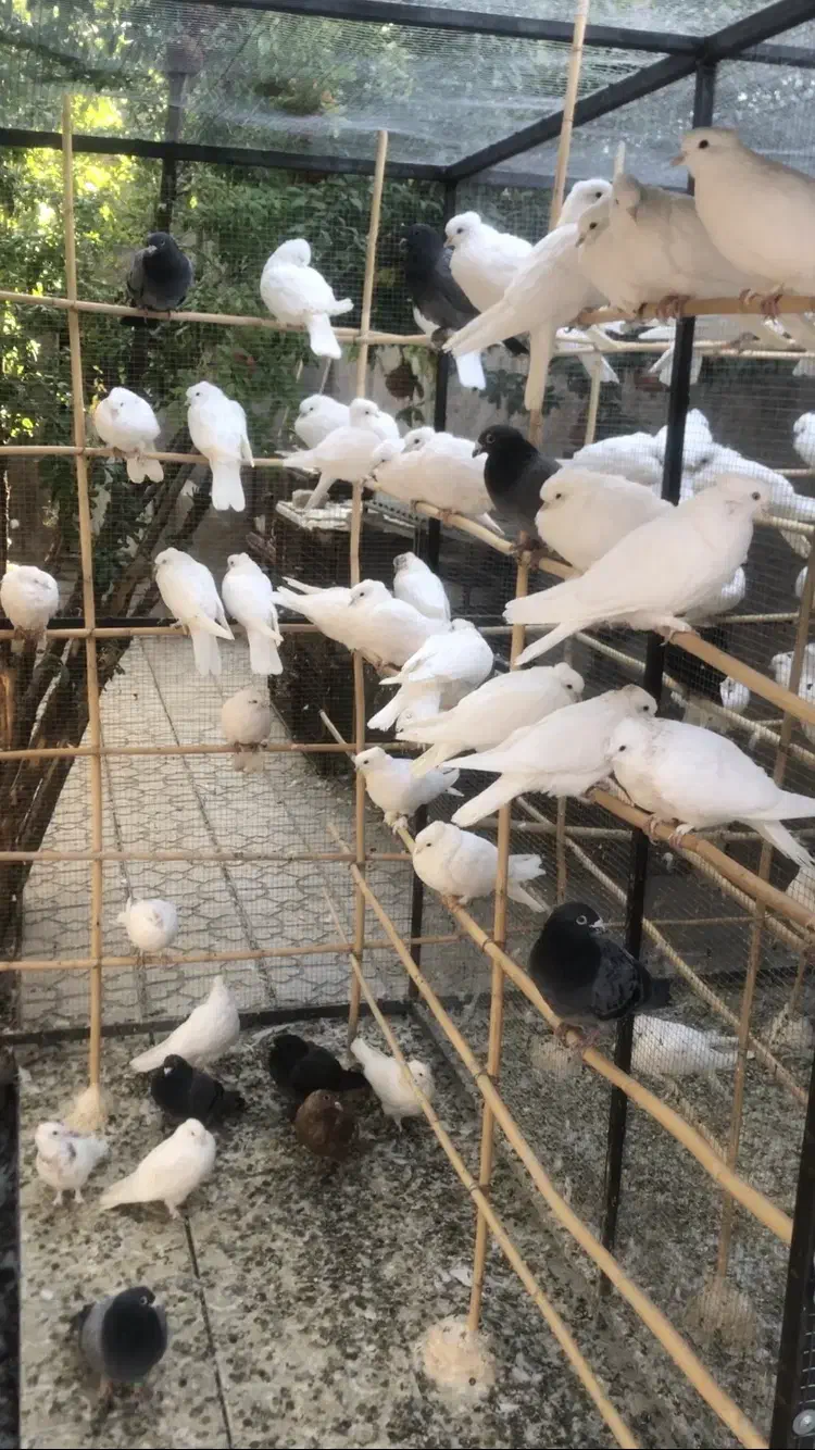 کبوتر سفید همه کاکلی با کبوتر مسافتی|پرنده|کهک, |دیوار