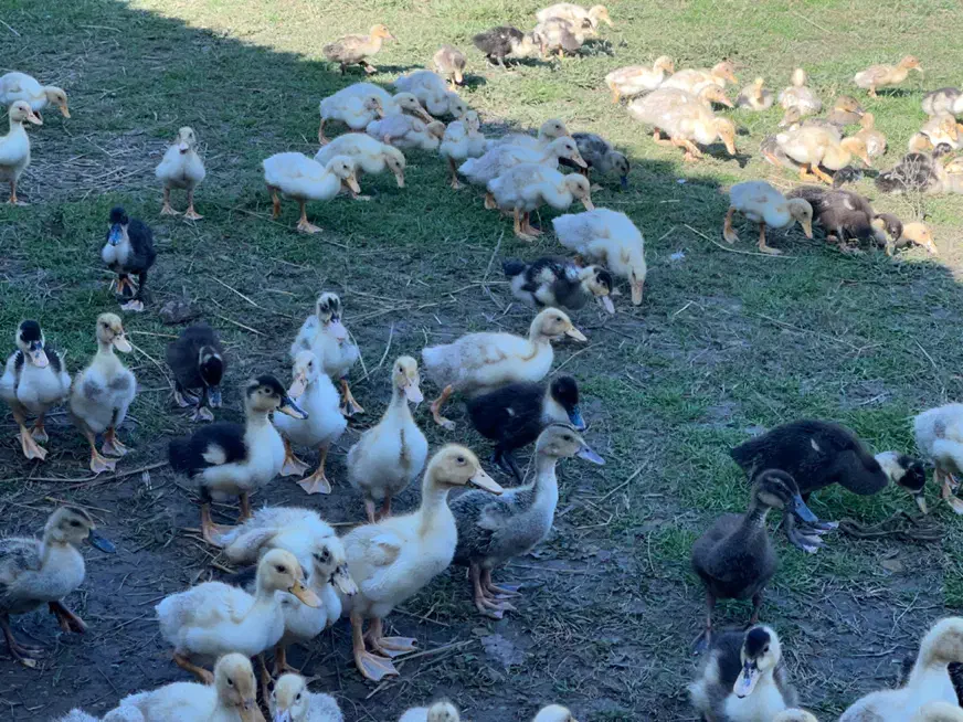 جوجه اردک نیمچه|حیوانات مزرعه|رشت, جانبازان|دیوار