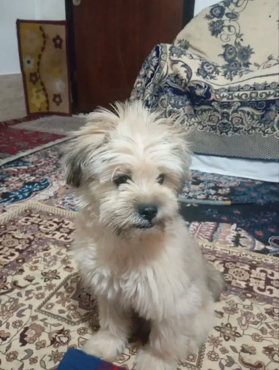 سگ آموزش دیده شیتزوپامر|حیوانات|مشهد, شهید جنگی|دیوار