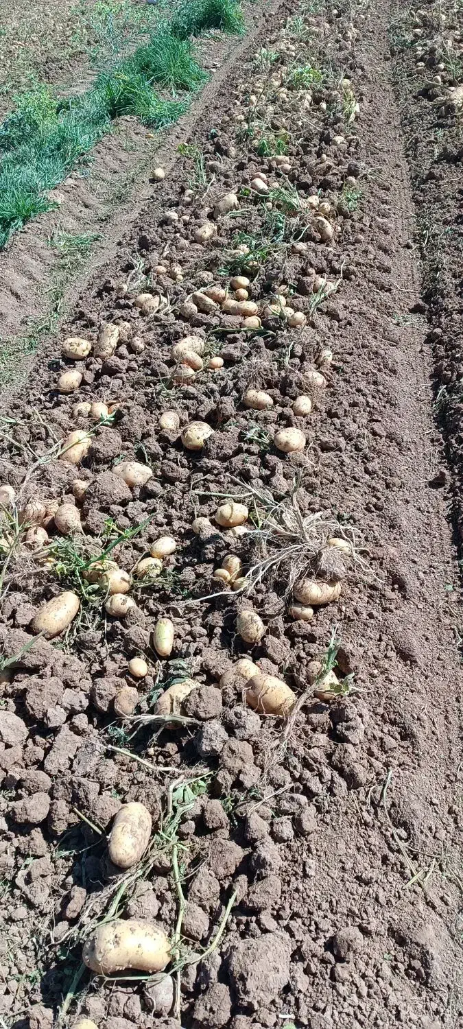 سیب نوراباد در جه یک جیلی سالم بدون یه چیچک|حراج|نهاوند, |دیوار