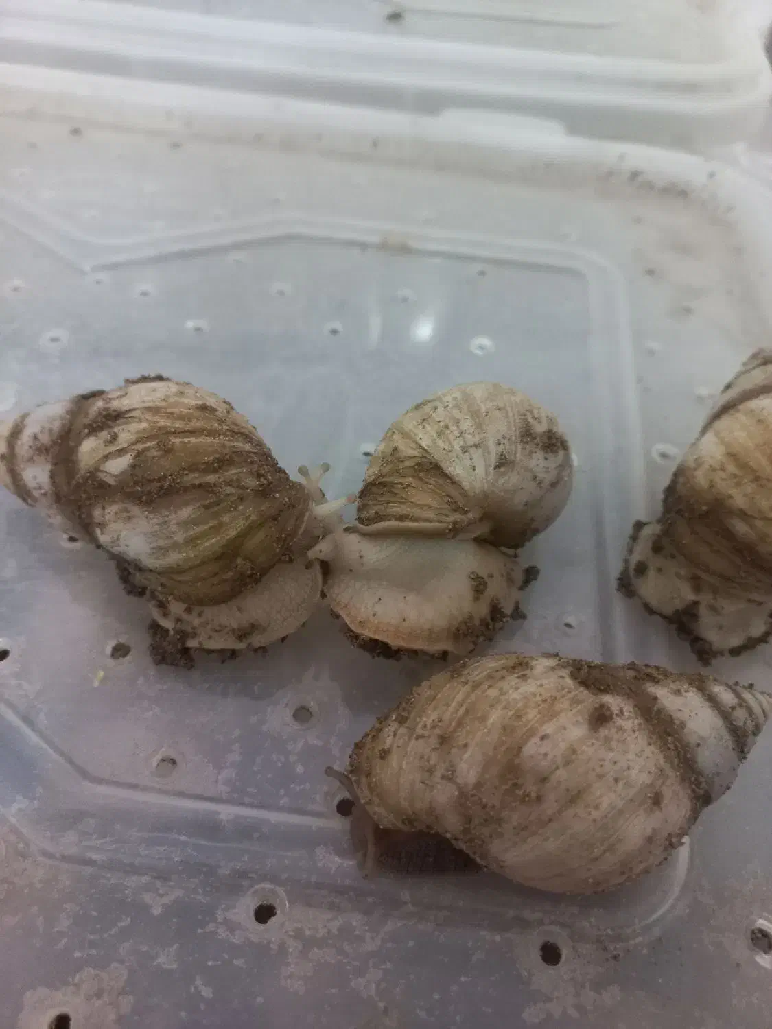 البینو|خزنده|کرمان, |دیوار