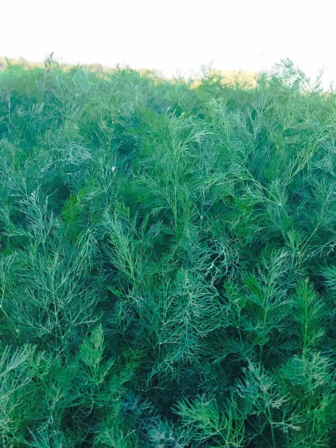 سبزیجات خوب قیمت خوب|خوردنی و آشامیدنی|کاشان, دانشگاه شهید رجایی|دیوار