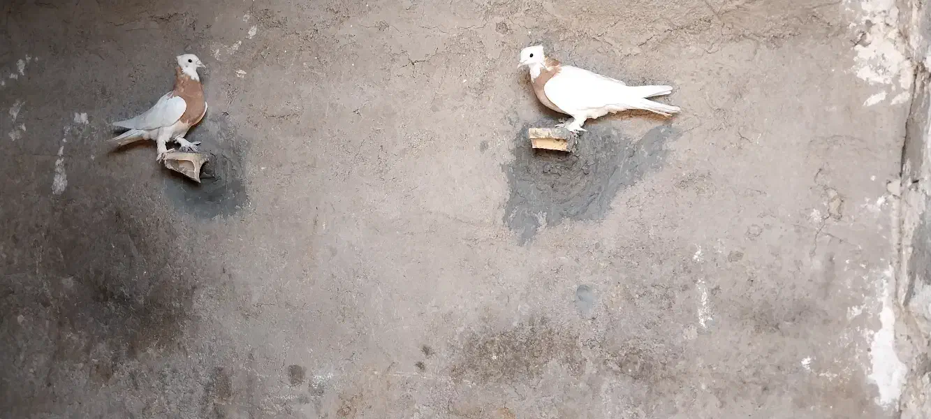 کبوتر طوقی|پرنده|داراب, |دیوار