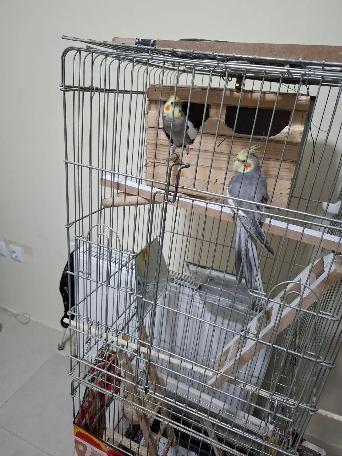 عروس هلندی|پرنده|پرند, فاز ۶|دیوار