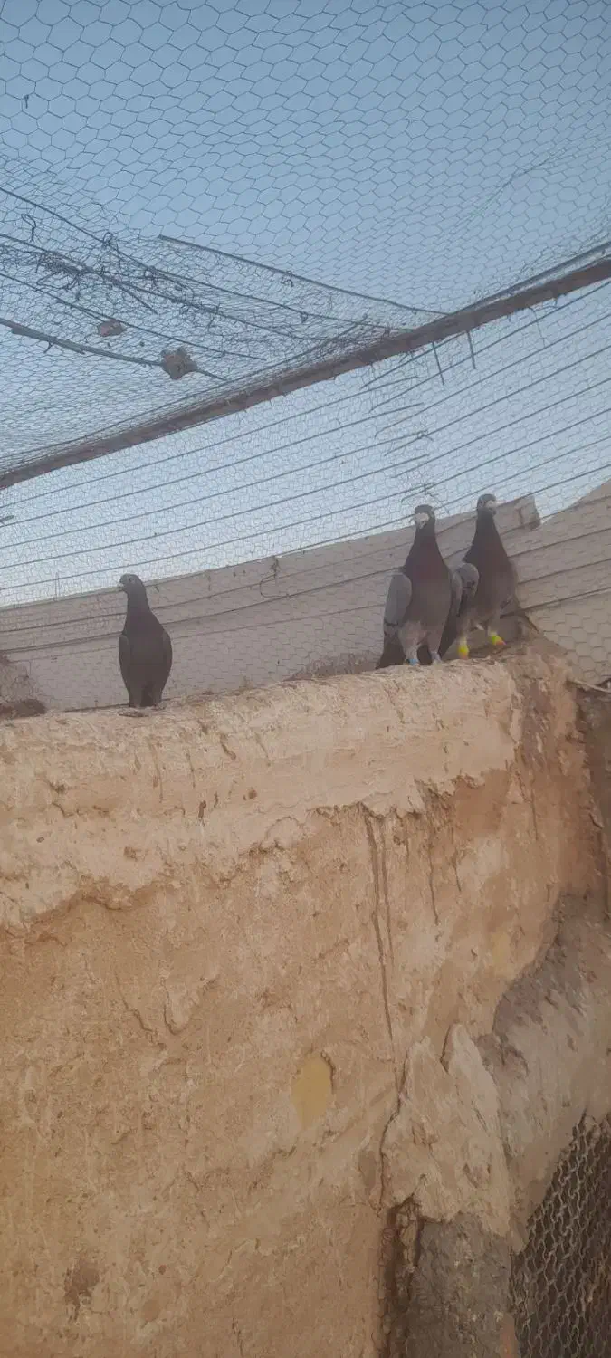 کفترالمانی|پرنده|فردوس (خراسان), |دیوار