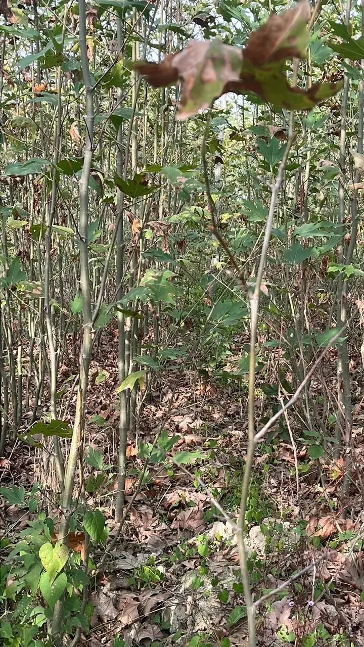 فروش نهال چنار|خدمات باغبانی و درختکاری|کردکوی, |دیوار