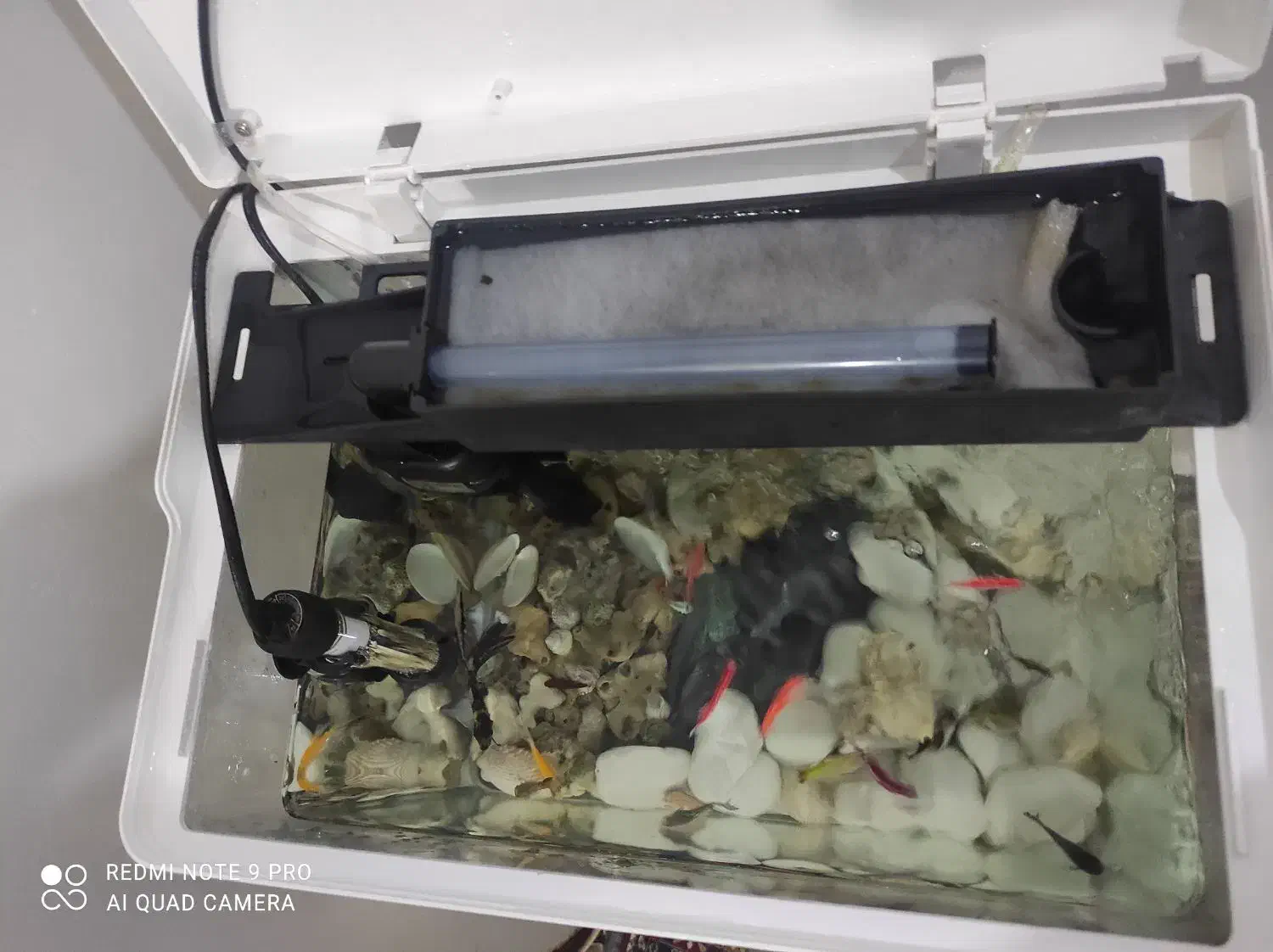 اکواریوم|ماهی|بوشهر, |دیوار