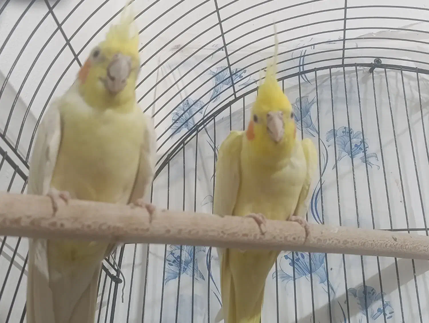 عروس هلندی مولد لوتینو|پرنده|مبارکه, |دیوار