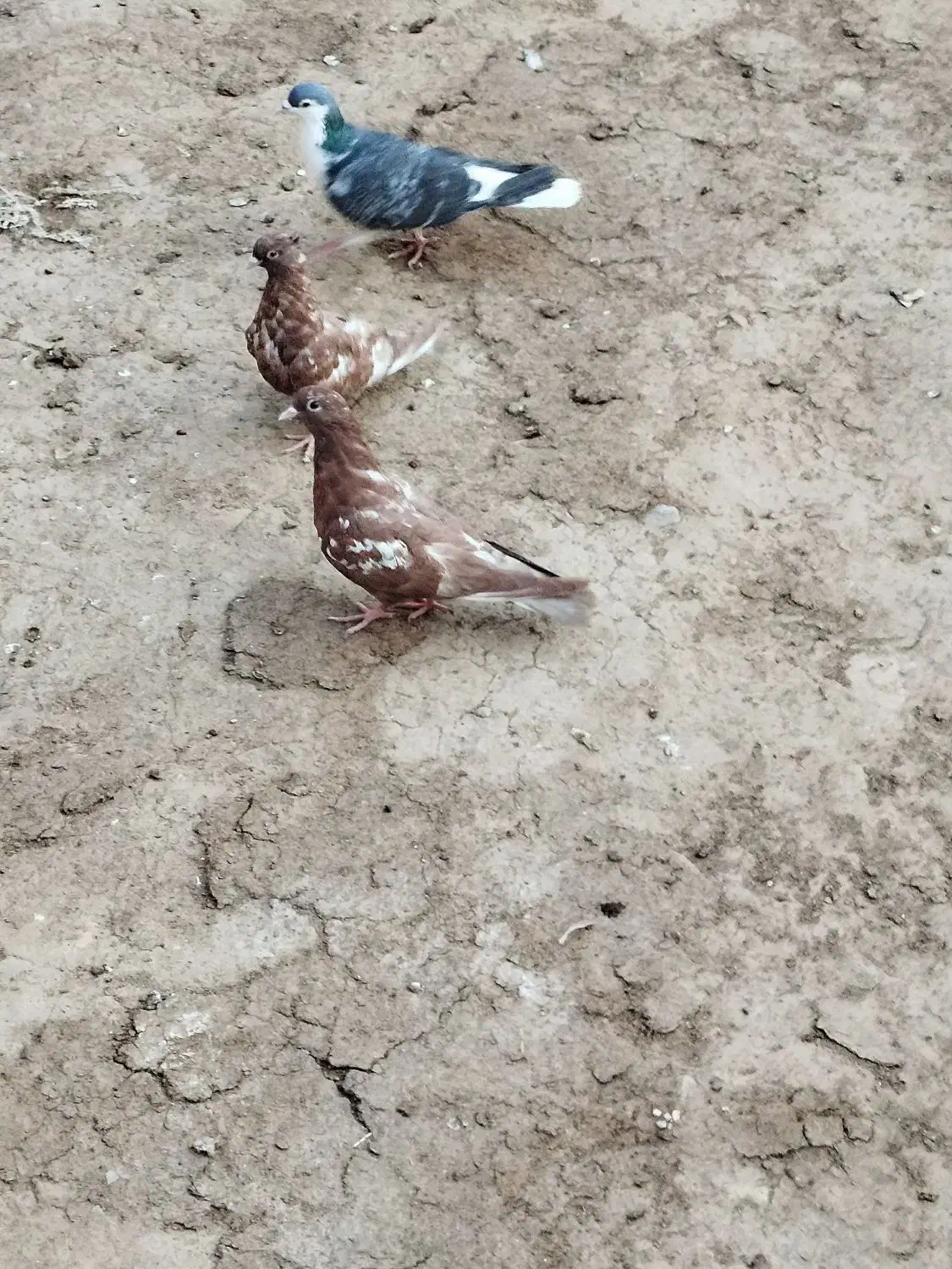 پنج تا کبوتر جفت کاه به شرت|پرنده|عطاملک, |دیوار