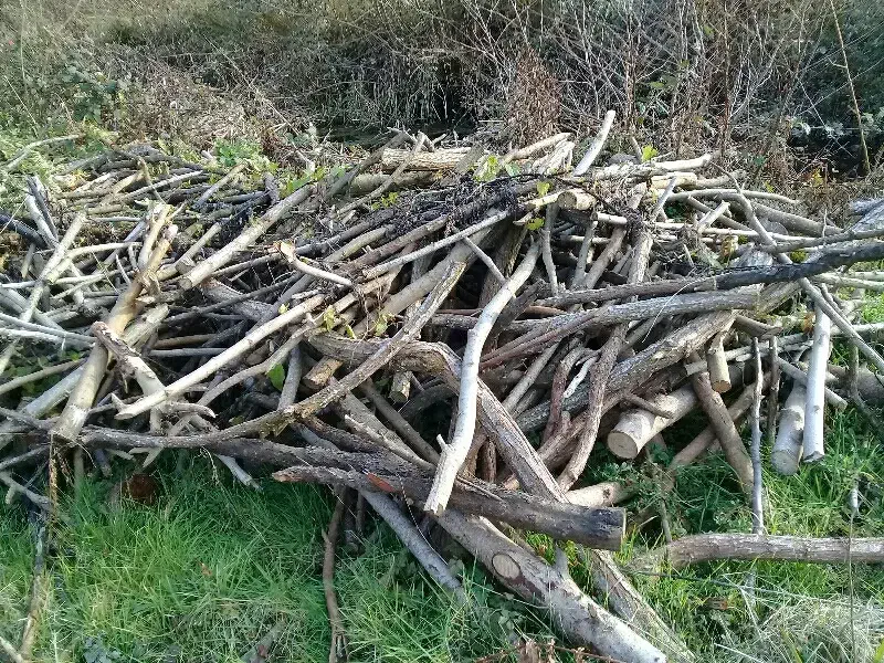 خرید چوب|خدمات باغبانی و درختکاری|آستانه اشرفیه, |دیوار