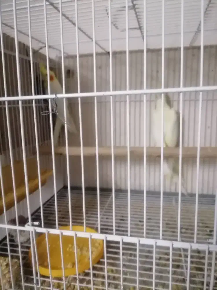 جفت عروس باجوجه|پرنده|داراب, |دیوار