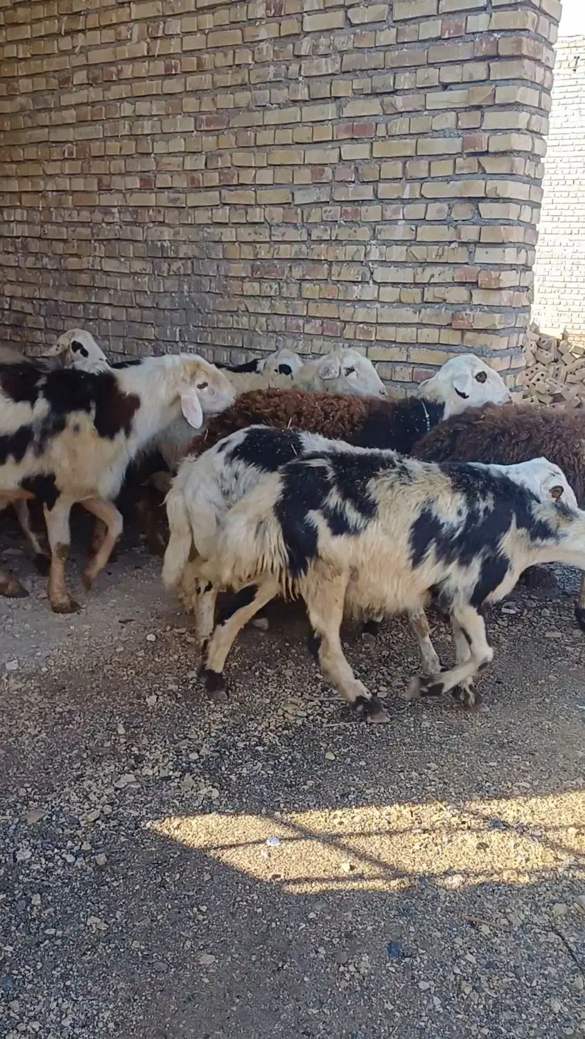 میش کله سفیدپلنگی|حیوانات مزرعه|زاوه, |دیوار