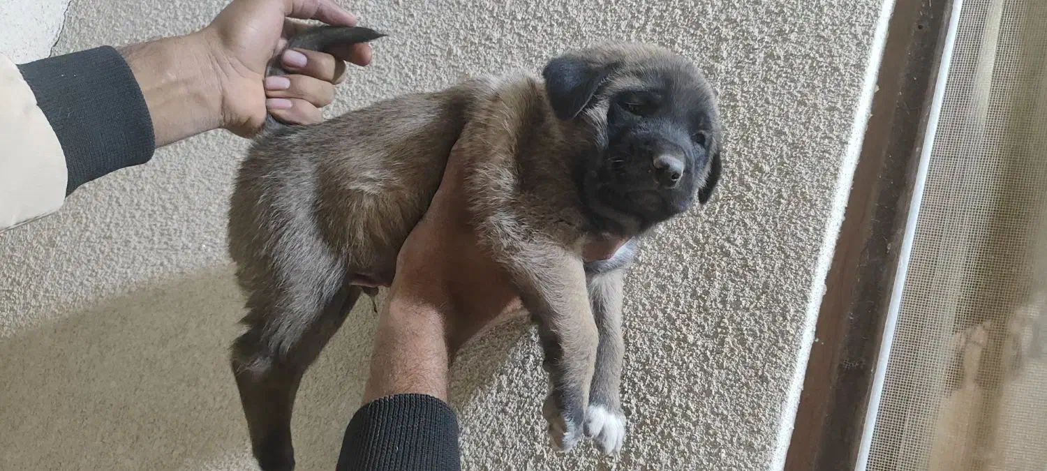 ۳ عدد سگ سرابی سطح یک|سگ|بندرعباس, |دیوار