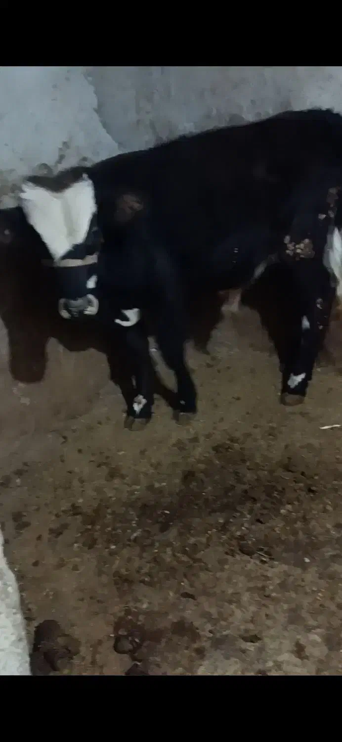 2عدد گوساله نر|حیوانات مزرعه|مریوان, |دیوار