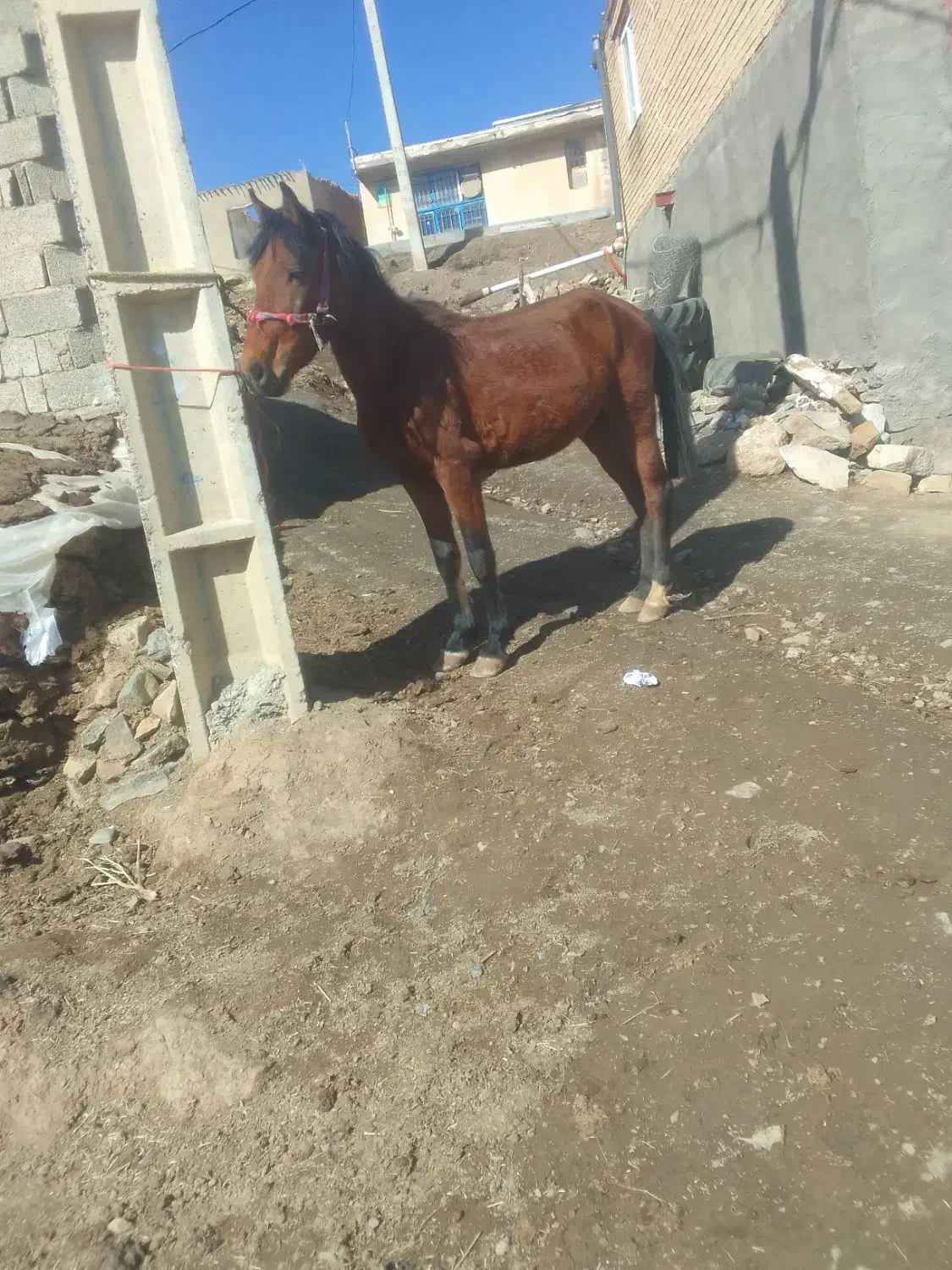 اسب|اسب و تجهیزات اسب‌سواری|سنندج, |دیوار