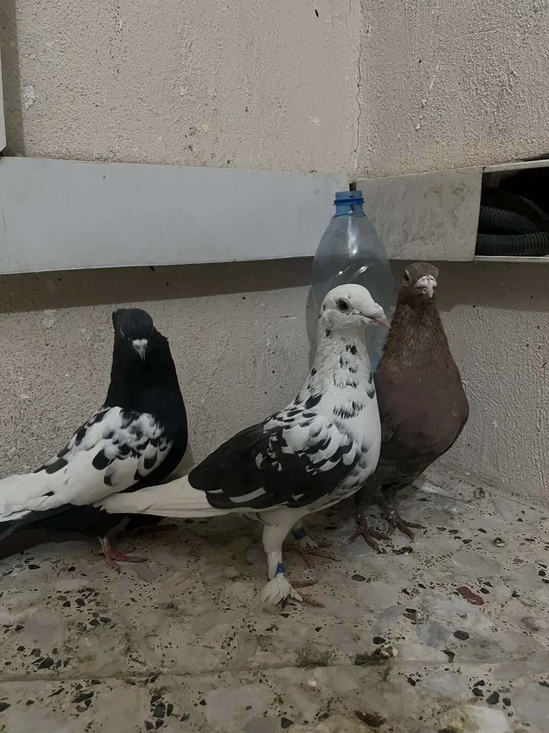 ۳تا گرفتنی پرشی خوب|پرنده|شیراز, شهرک مفتح|دیوار