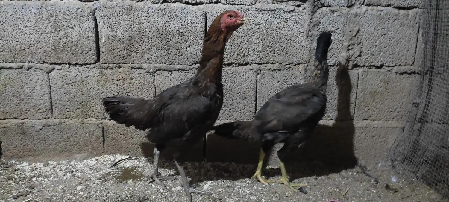 دو عدد خروس لاری و چند عدد مرغ لاری اصیل|حیوانات مزرعه|خسروشاه, |دیوار