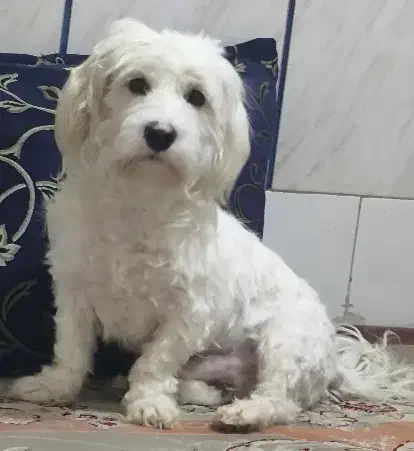 سگ نر|سگ|اصفهان, ملک‌شهر|دیوار