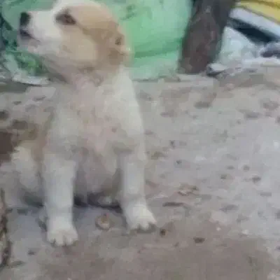 نر الابای|سگ|گرگان, |دیوار