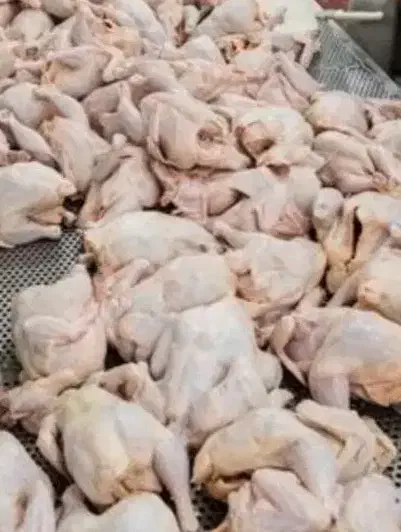 بیخس مرغ و گوساله|خدمات پذیرایی، مراسم|اردبیل, |دیوار